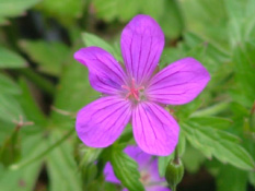 Geranium palustre Moerasooievaarsbek bestellen